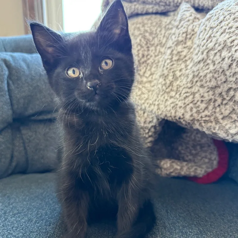 Isabelle thumbnail 2