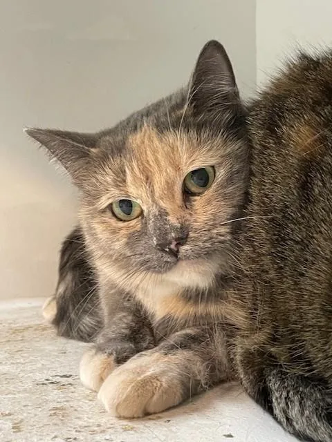 A senior medium-sized female Dilute Tortoiseshell Domestic Short Hair cat named Annie for adoption in Hayward, WI