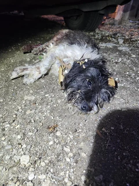 An adult small-sized male Terrier dog named Busta for adoption in San Antonio, TX