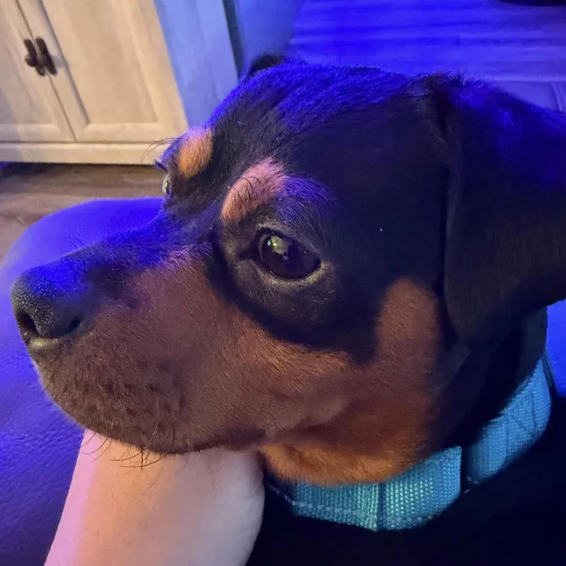 An adult small-sized male Black Mixed Breed dog named Bubba for adoption in Lauderhill, FL