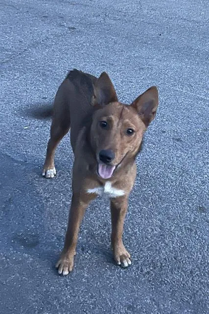 A senior large-sized female Retriever dog named Rosalina for adoption in San Antonio, TX