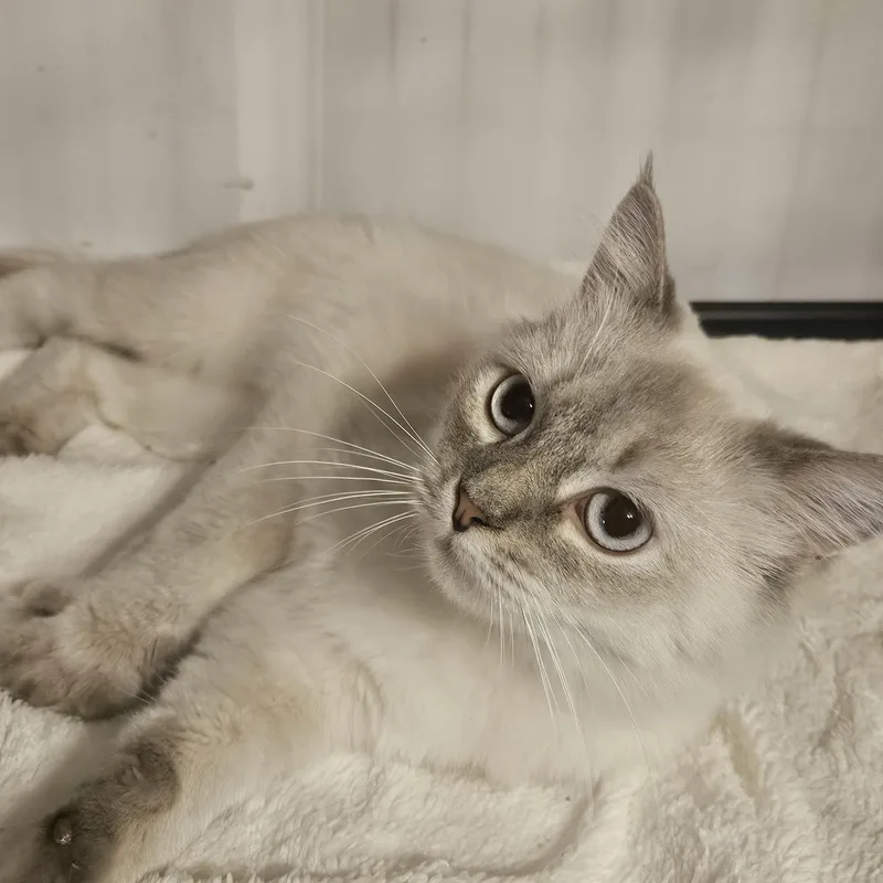 A young medium-sized female Lilac Point Ragdoll cat named Joy for adoption in Orlando, FL