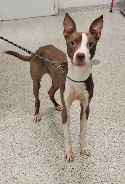 An adult large-sized male Brown / Chocolate Pit Bull Terrier dog named Reed for adoption in Kansas City, MO