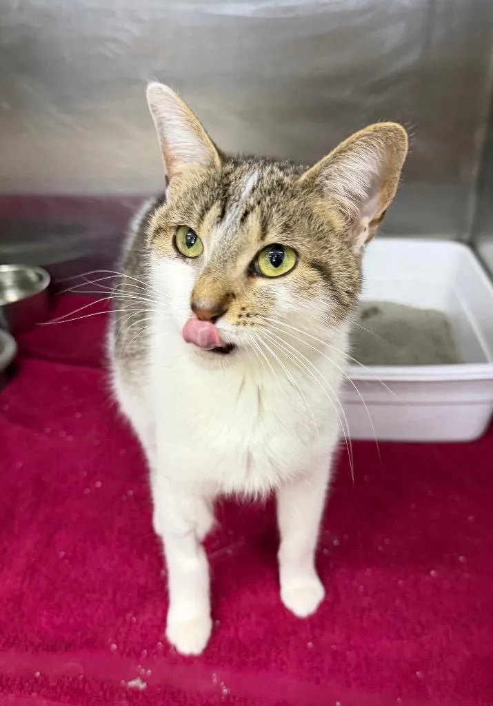 A young small-sized female Domestic Short Hair cat named Cleo for adoption in Lagrange, IN