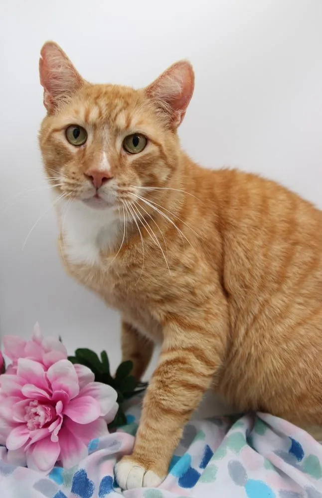 An adult medium-sized male Tabby (Orange / Red) Domestic Short Hair cat named Falafel Ollie for adoption in Muskegon, MI