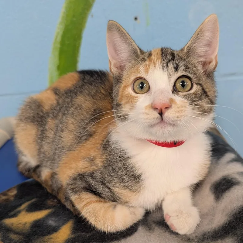A baby small-sized female Calico Domestic Short Hair cat named Avada for adoption in Evansville, IN