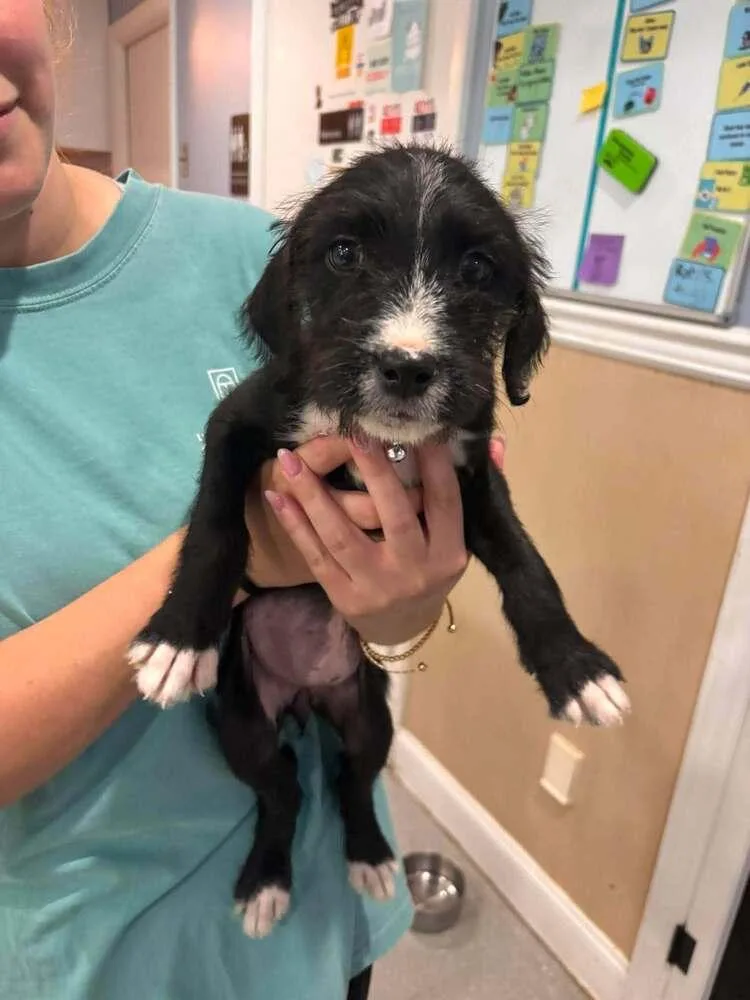 A baby medium-sized female Tricolor (Brown, Black, & White) Mixed Breed dog named Nirvana for adoption in Statesboro, GA