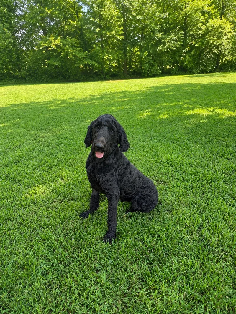 Prince Pepper
