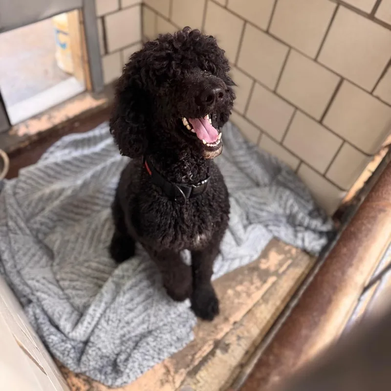 An adult medium-sized male Black Standard Poodle dog named Eclipse for adoption in Starkville, MS