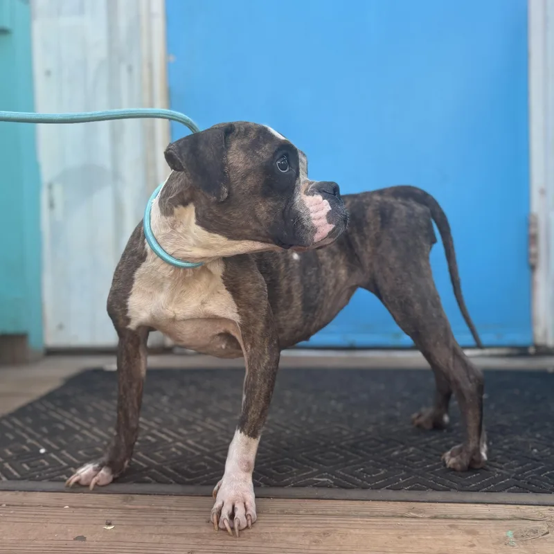 An adult medium-sized female Brindle Boxer dog named Dolly for adoption in Columbia, SC