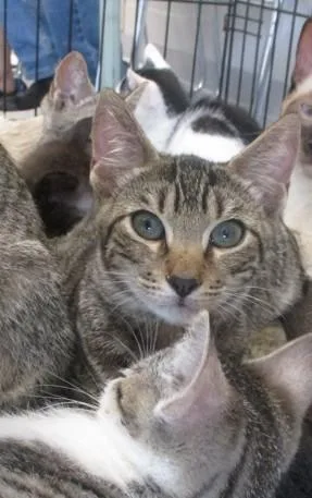 A baby small-sized male Domestic Short Hair cat named Comet for adoption in Ocala, FL