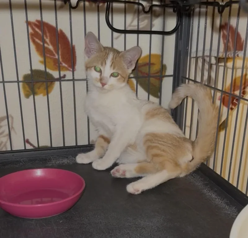 A baby small-sized female Domestic Short Hair cat named Clementine for adoption in Springfield, MO