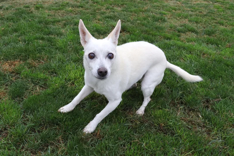 A senior small-sized female White / Cream Chihuahua dog named Agnes for adoption in Clovis, CA