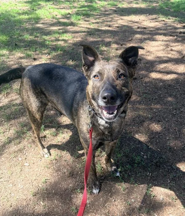 An adult large-sized female Shepherd dog named Captain Marvel for adoption in Vancouver, WA