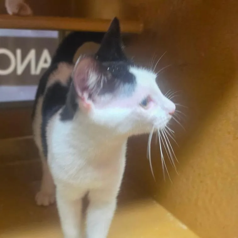A baby small-sized male Black Domestic Short Hair cat named Jenkins for adoption in Canton, NC