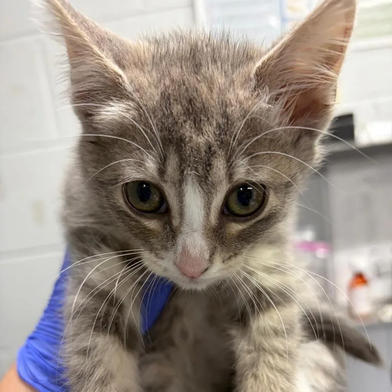 A baby small-sized female Gray / Blue / Silver Domestic Short Hair cat named Mocha for adoption in Summerville, SC