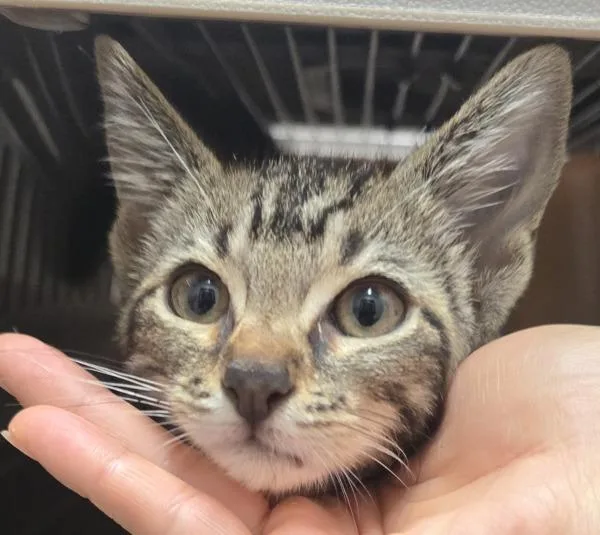 A baby small-sized female Domestic Short Hair cat named Kiara for adoption in El Cajon, CA