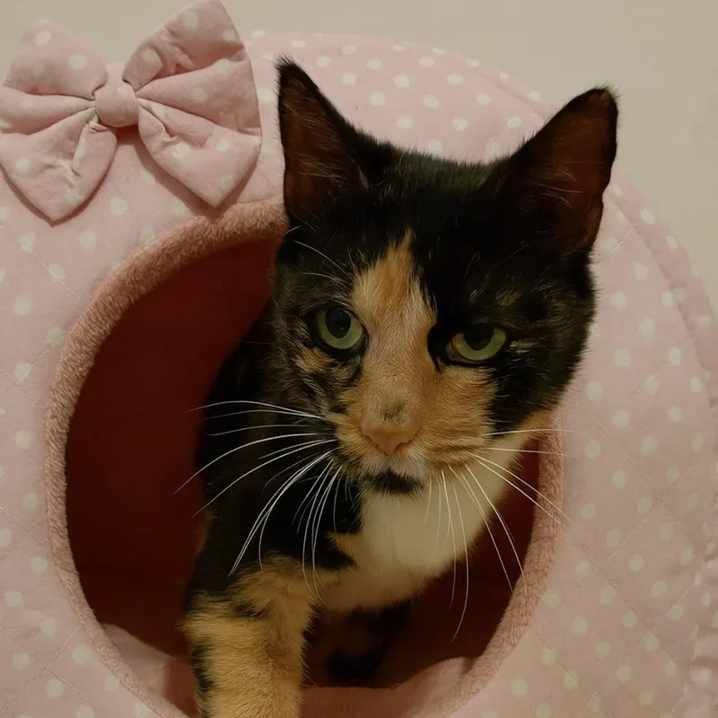 Gertrude thumbnail 2