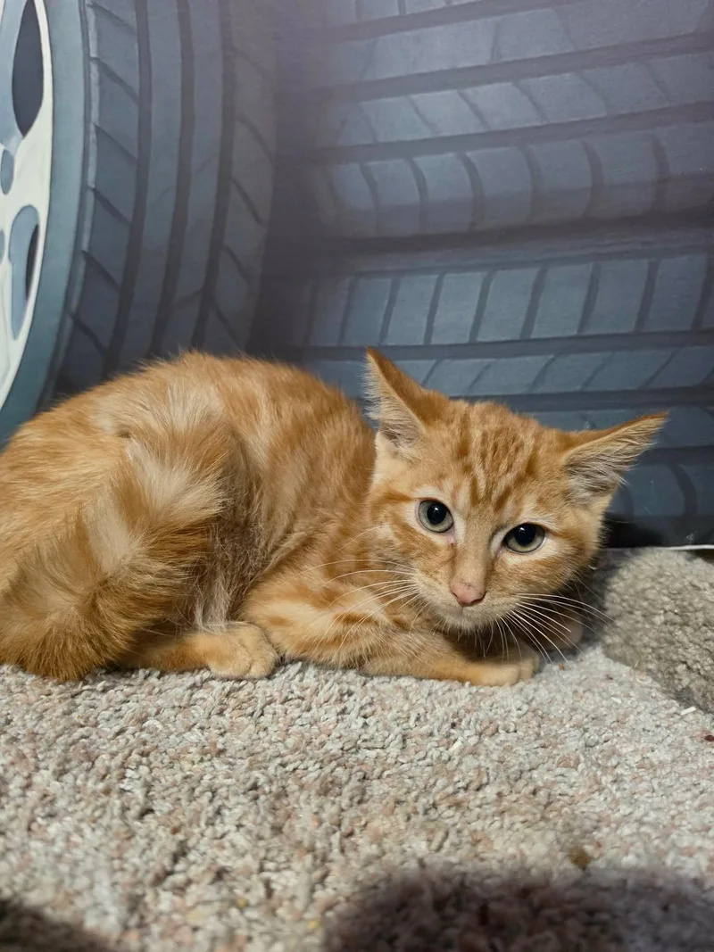 A baby medium-sized male Tabby (Orange / Red) Domestic Short Hair cat named Bugatti for adoption in Overland Park, KS