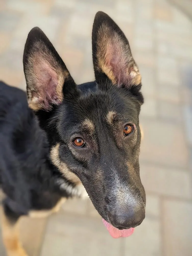 A young large-sized male Tricolor (Brown, Black, & White) German Shepherd Dog dog named Axel for adoption