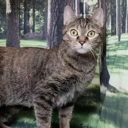 An adult medium-sized female Domestic Short Hair cat named Pepsi for adoption in West Chester, PA