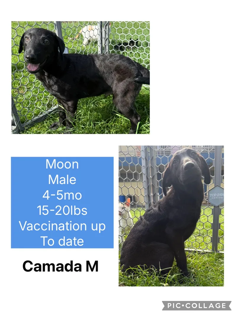 A baby medium-sized male Flat-Coated Retriever dog named Moon for adoption in Virginia Beach, VA