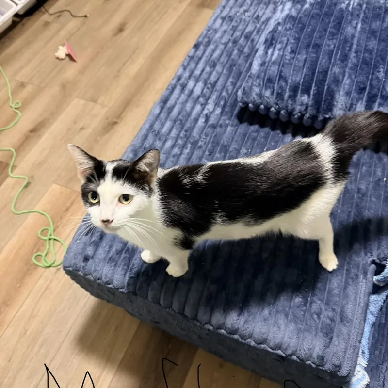 An adult large-sized female Tuxedo cat named Muffin for adoption in Port Saint Lucie, FL
