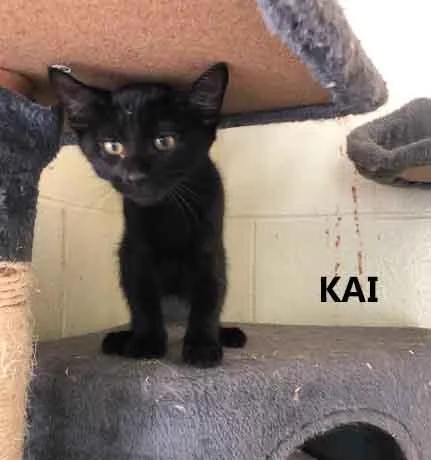 A baby medium-sized male Domestic Short Hair cat named Kai for adoption in Washington, GA