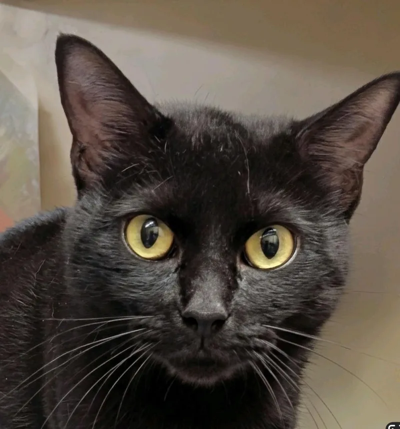 A young medium-sized female Black Domestic Short Hair cat named Umbreon  The little for adoption in Austin, TX