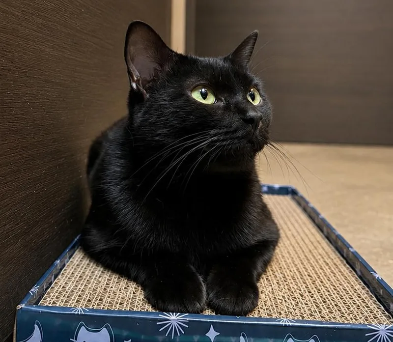 Umbreon  The little thumbnail 4