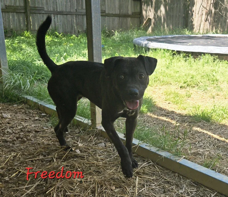 A young medium-sized male American Staffordshire Terrier dog named Freedom for adoption in Jackson, MS