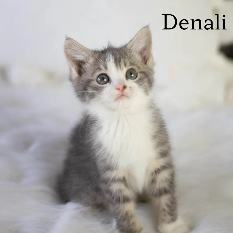 A baby small-sized female Gray / Blue / Silver Manx cat named Denali for adoption in Brownsboro, AL
