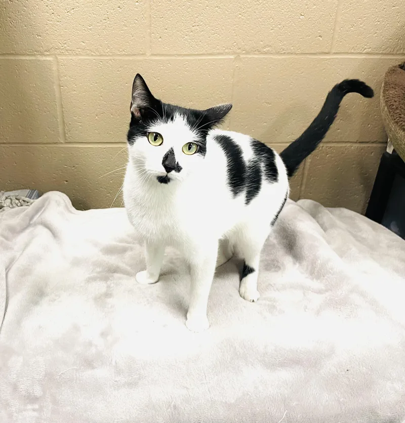 An adult medium-sized female Black & White / Tuxedo Domestic Short Hair cat named Priya for adoption in Seabrook, TX