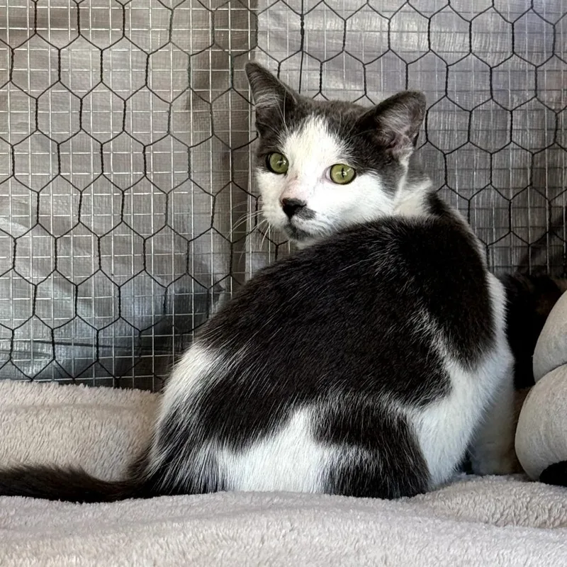 An adult medium-sized female White Domestic Short Hair cat named Pepper for adoption in Long Beach, CA