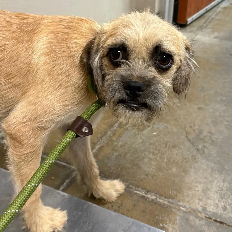 A young small-sized male Yellow / Tan / Blond / Fawn Terrier dog named Bryce for adoption in Yuma, AZ