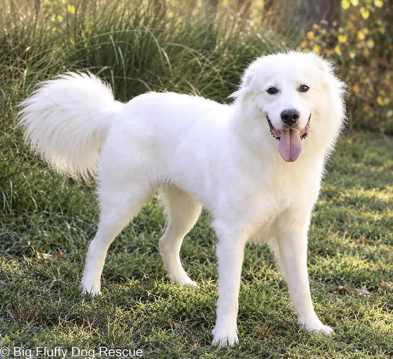 A young large-sized male White / Cream Great Pyrenees dog named Cillian for adoption in Nashville, TN