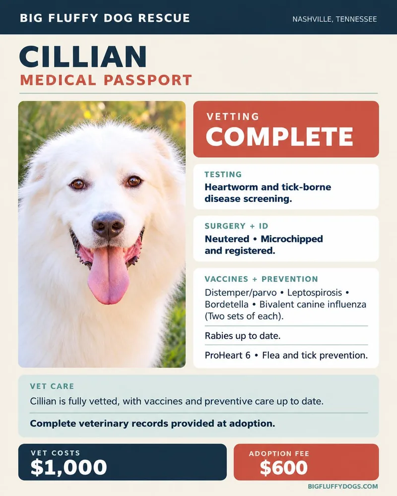 Cillian thumbnail 2