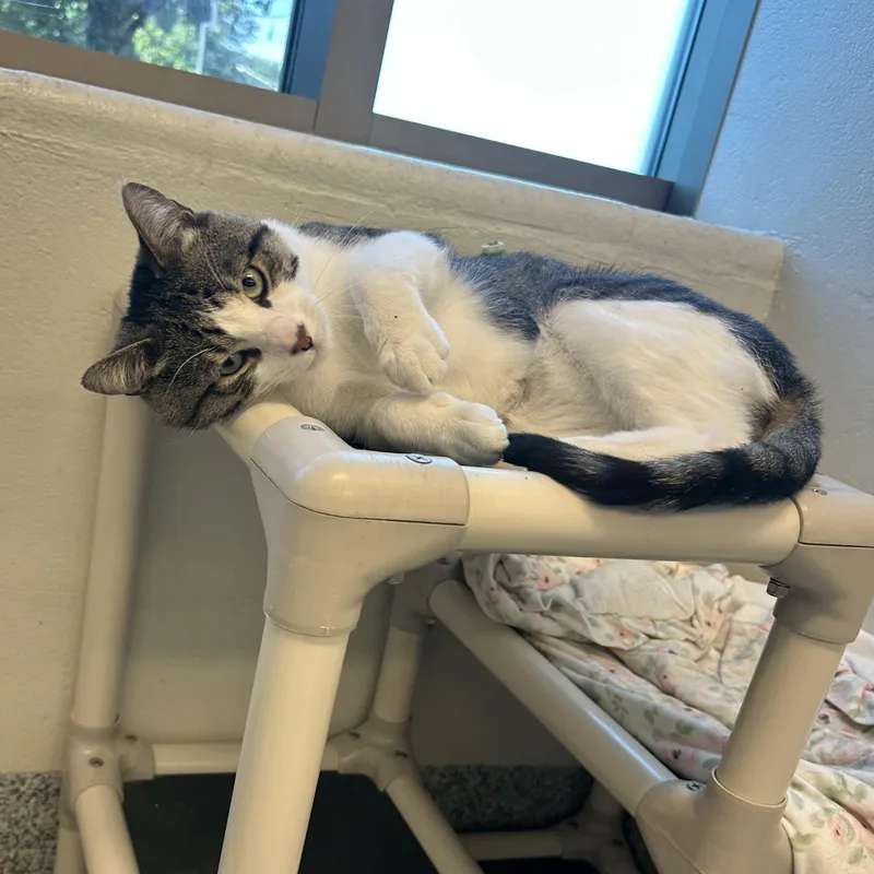 Basil