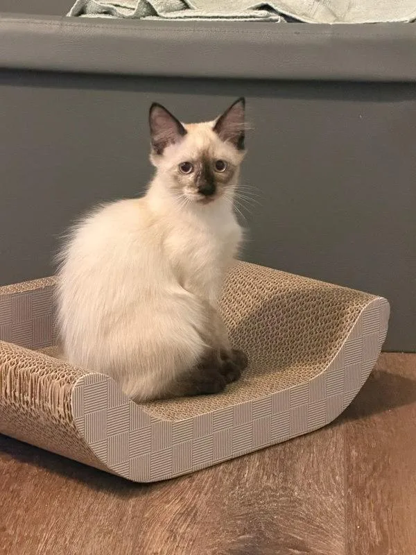 A baby small-sized female Siamese cat named Maya for adoption in Bonsall, CA