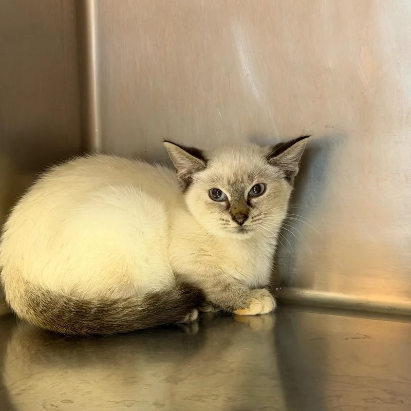 A baby small-sized female Lilac Point Domestic Short Hair cat named Lilac for adoption in Hamilton, GA