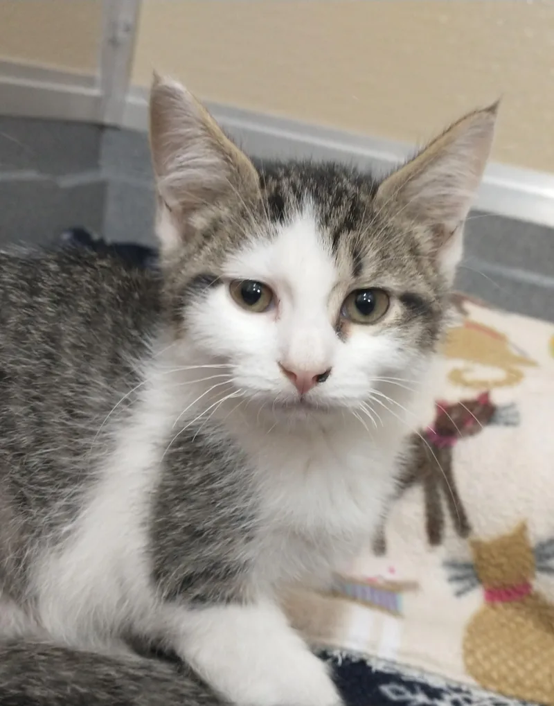 A baby medium-sized male Tabby (Brown / Chocolate) Domestic Short Hair cat named Bullseye for adoption in Tomah, WI