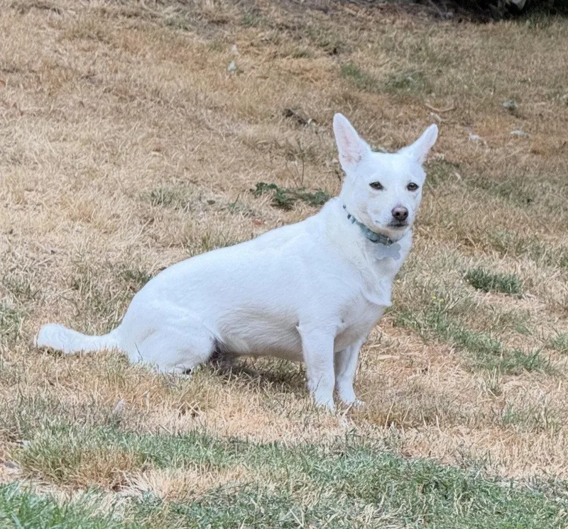 An adult small-sized female Chihuahua dog named Pearl for adoption in Bothell, WA