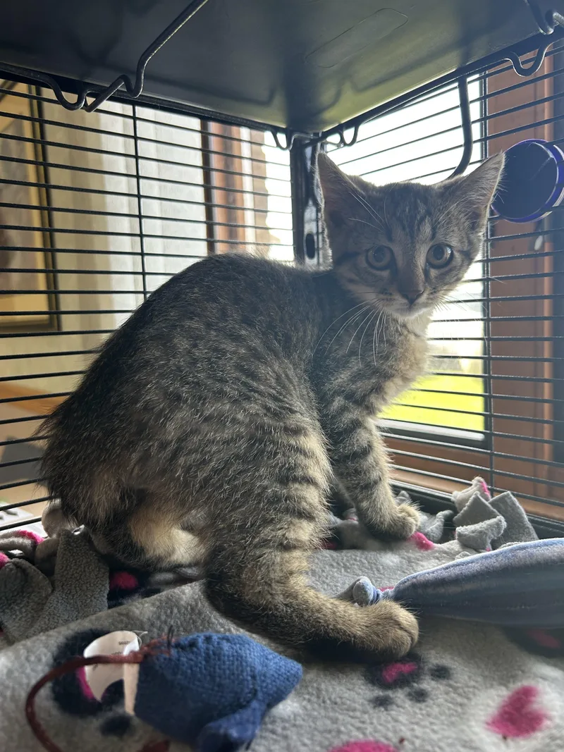 A baby medium-sized male Domestic Short Hair cat named Otis Lee for adoption in St. Clair, MI