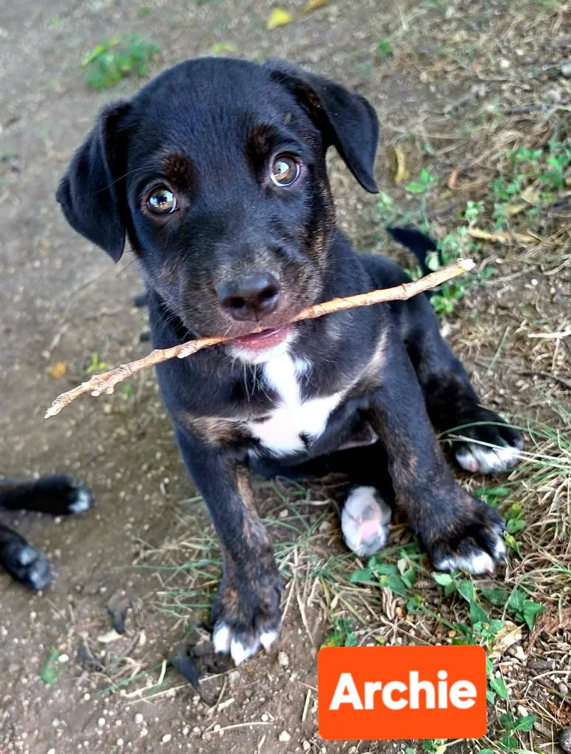 Archie