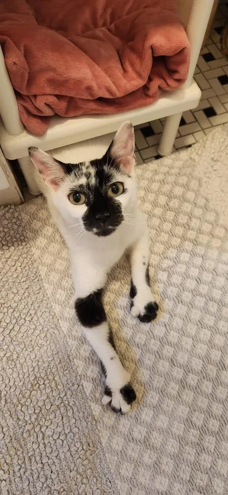 A young small-sized female Black & White / Tuxedo Domestic Short Hair cat named Mj for adoption in New York, NY