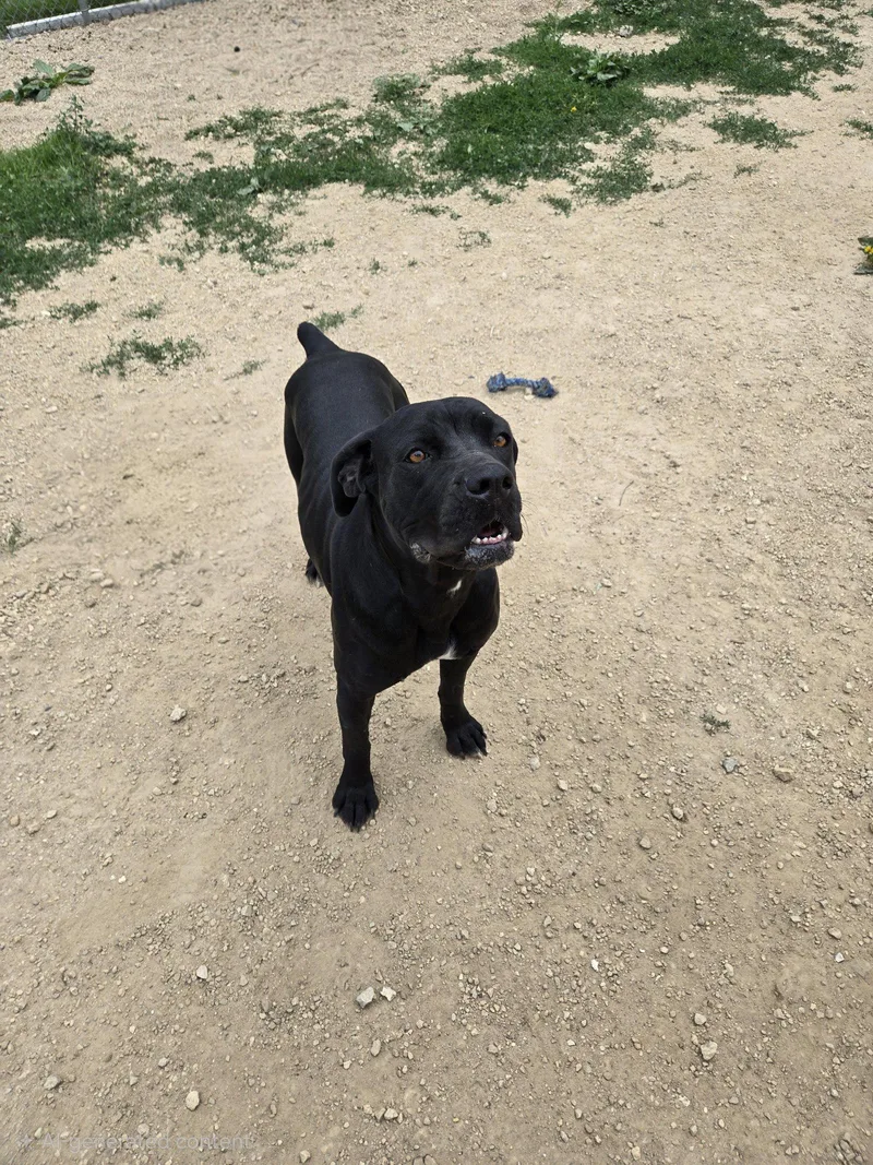 An adult medium-sized female Cane Corso dog named Thunder for adoption in Maquoketa, IA