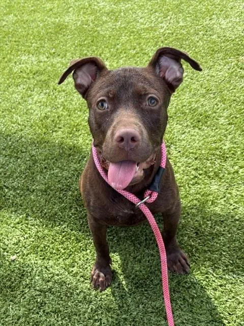 A baby small-sized female Labrador Retriever dog named Hopkins for adoption in Brunswick, GA