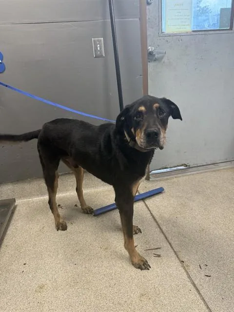 An adult large-sized male Beauceron dog named Moose for adoption in Tallahassee, FL