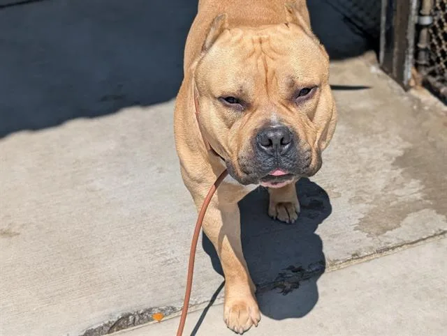 A young large-sized male Pit Bull Terrier dog named Ricc for adoption in Denver, CO