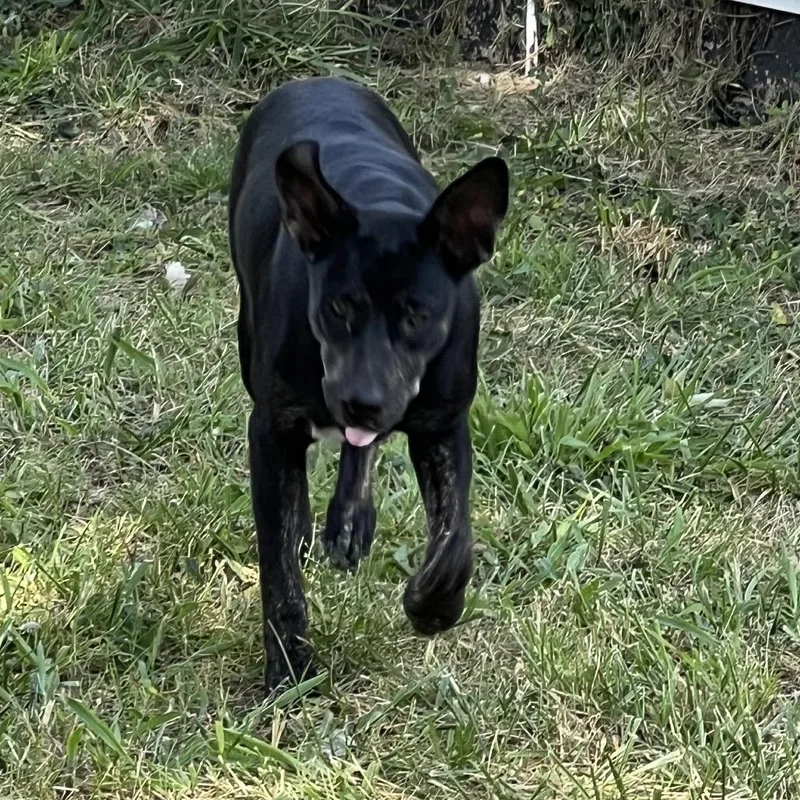 A young medium-sized female Shepherd dog named Diamante for adoption in East Saint Louis, IL